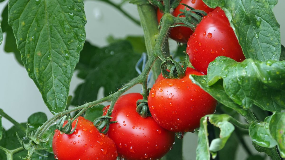 biotil-tomate