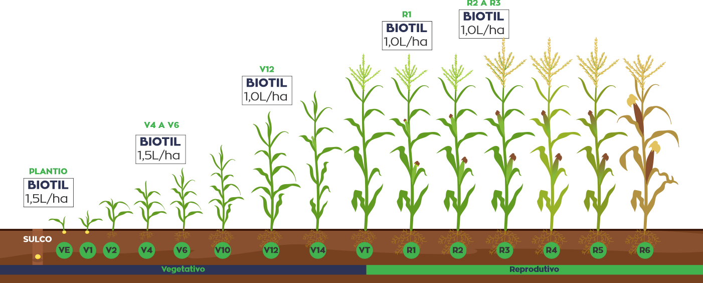 aplicacao-do-biotil-na-cultura-do-milho-silagem